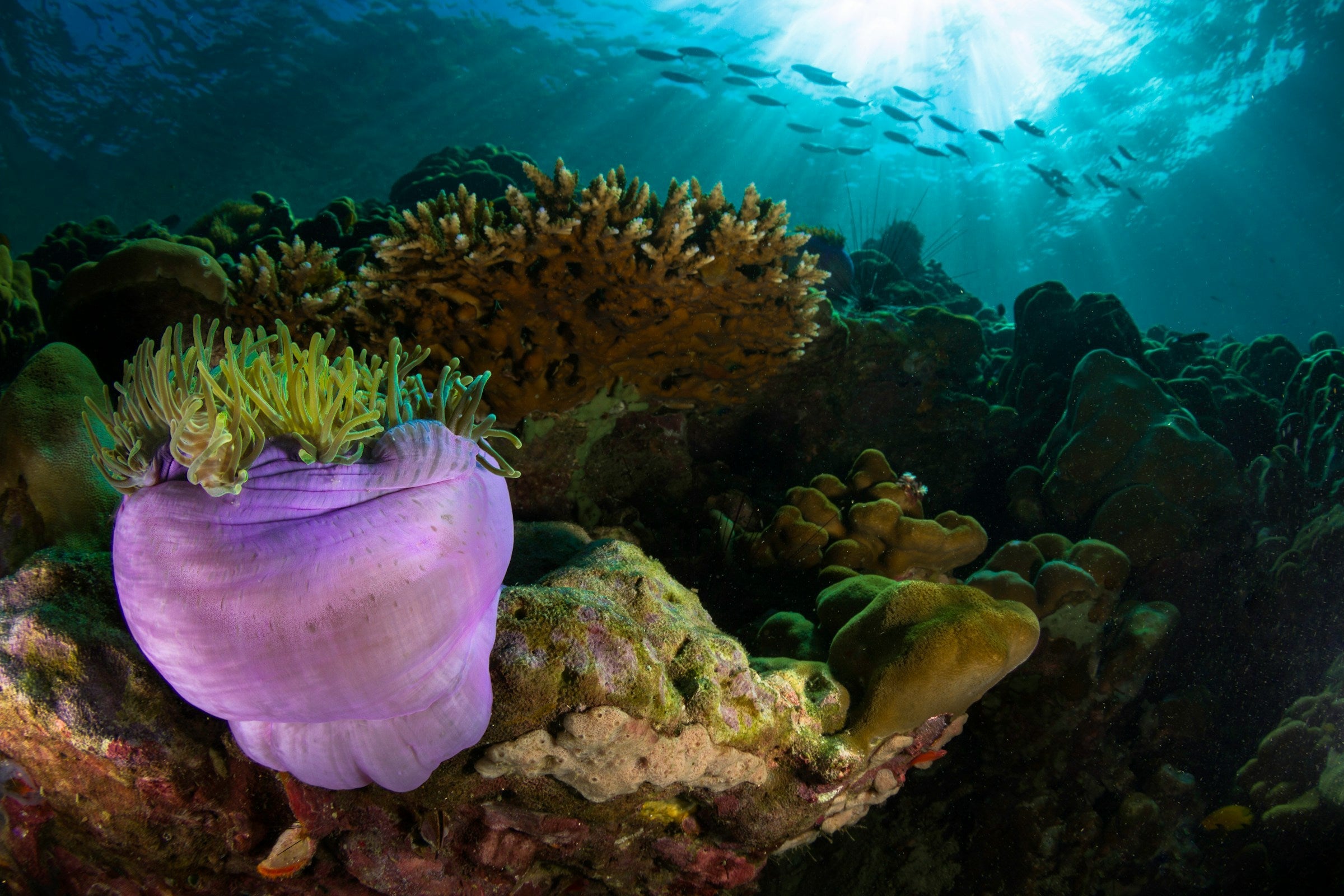 tropical reef diving