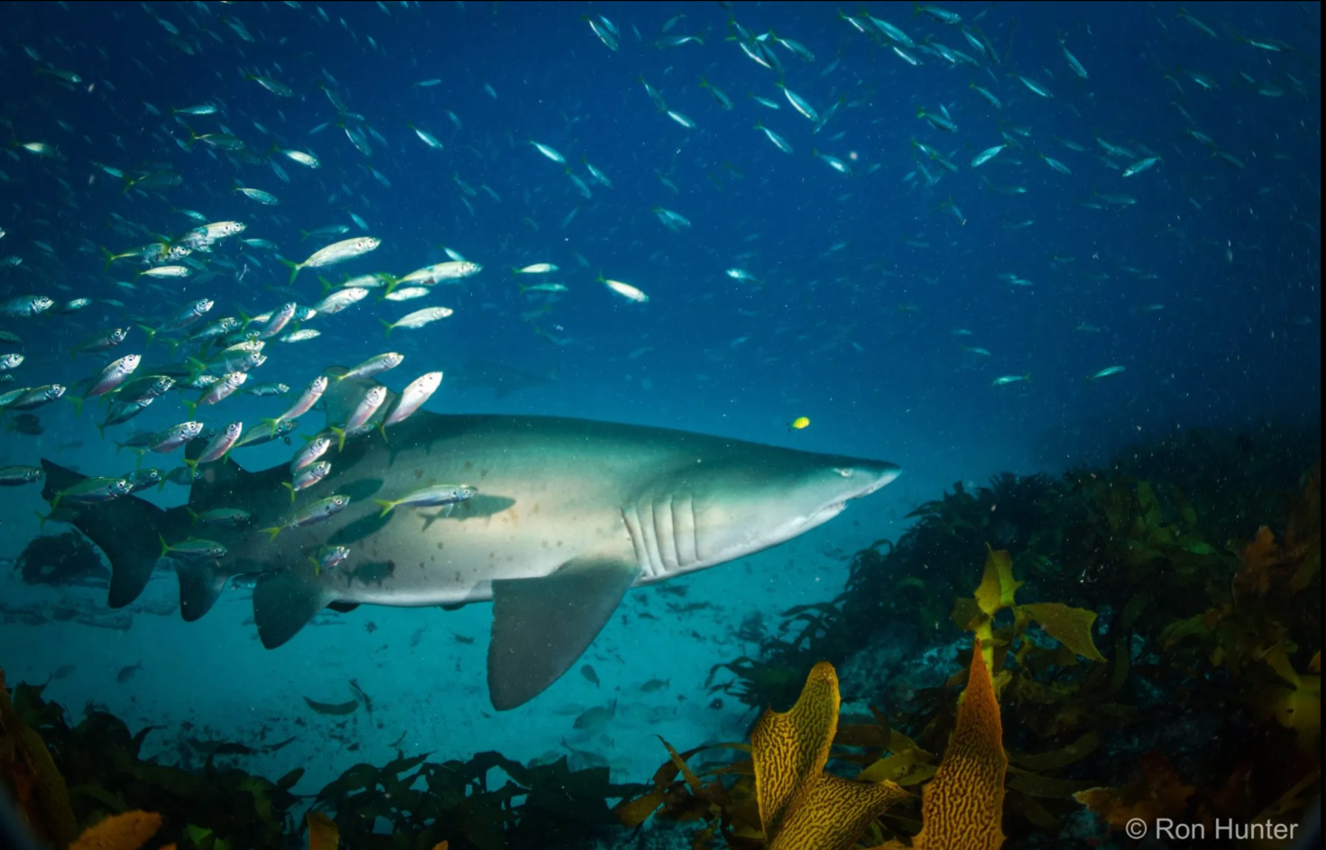 shark diving at Forster with Pro-Dive Central Coast