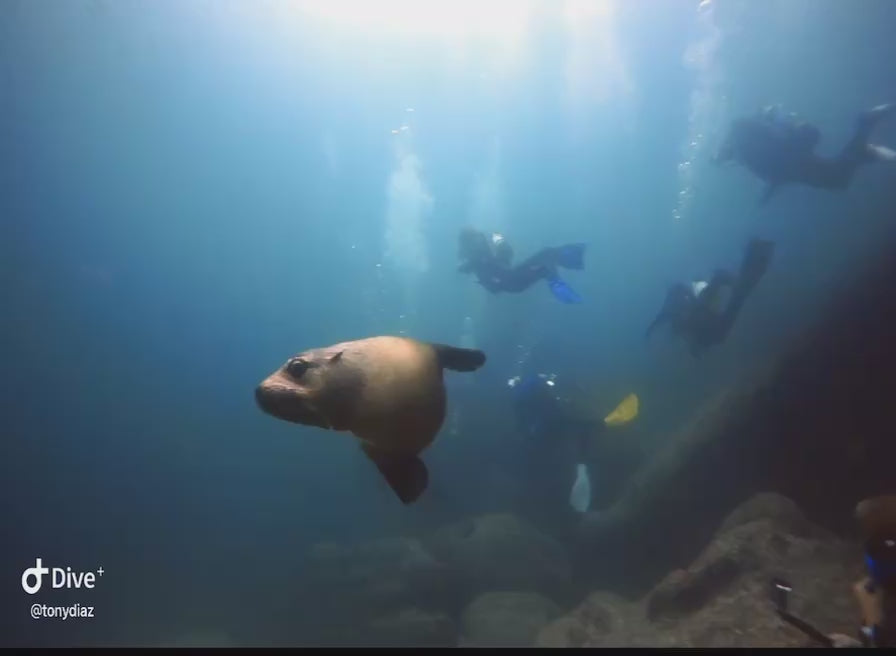 dive weekend with seals