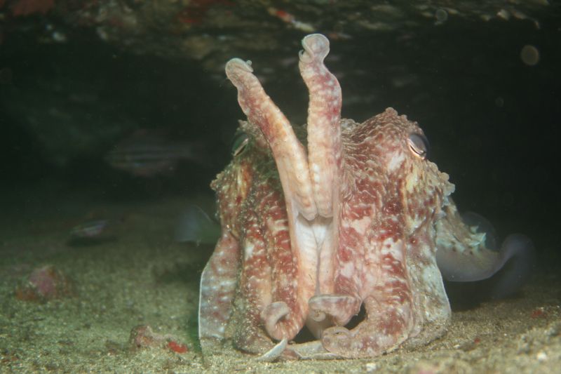 cuttlefish raising tentacles to ward off diver