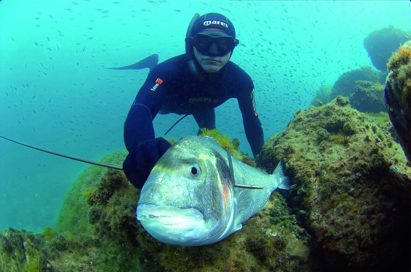 Spearfishing course